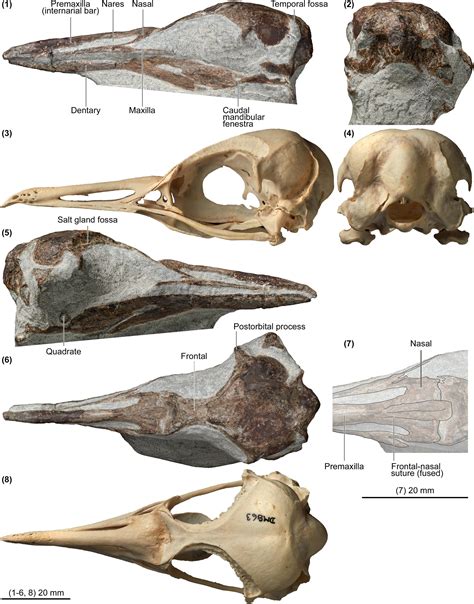 The Unanswered Question: Why Do Animals Go Extinct?