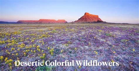 Seasonal Wildflowers