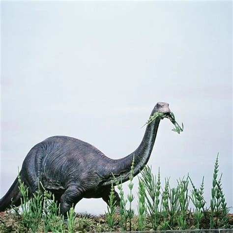 Sauropods: The Long-Necked Giants (Brontosaurus/Apatosaurus, Diplodocus)