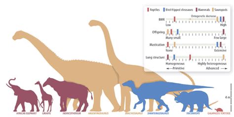 Gigantothermy/Thermal Inertia in Large Sauropods