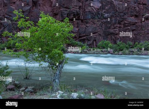 Riparian Life (Cottonwoods)
