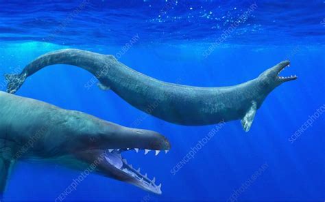 Ancient Whales: The Case of Zeuglodon (Basilosaurus)