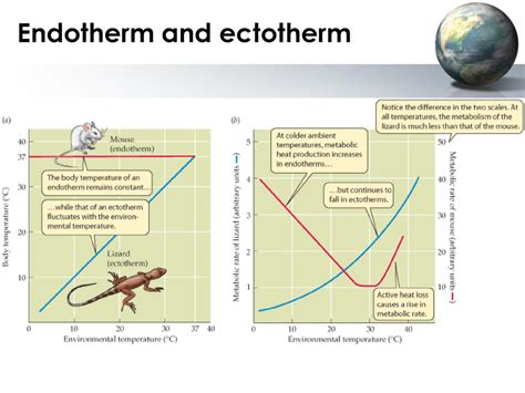 Ectothermy vs. Endothermy Considerations