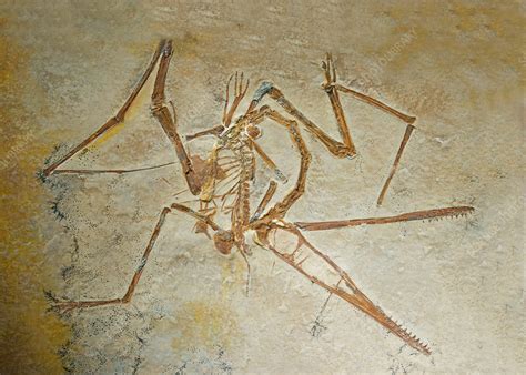 Insects, Pterosaurs, and Crocodiles