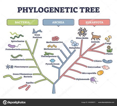 Natural Selection and Evolution