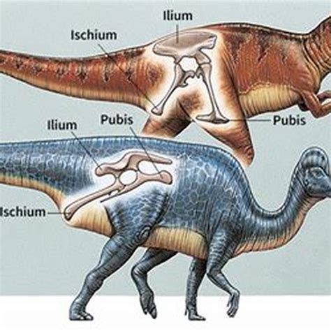 Saurischia vs. Ornithischia Pelvic Structure (Key Distinction)