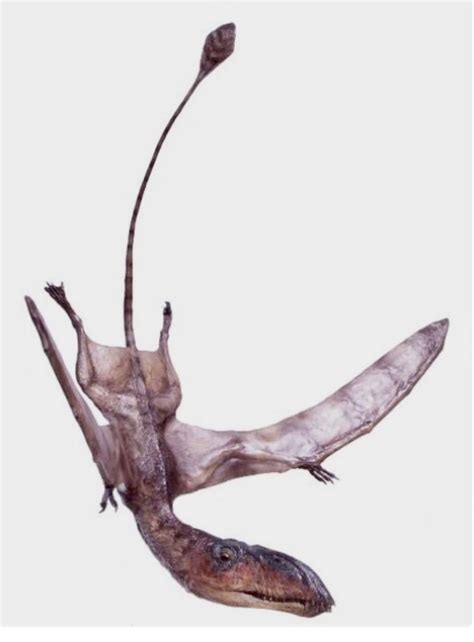 Beyond Dinosaurs: Other Jurassic Inhabitants