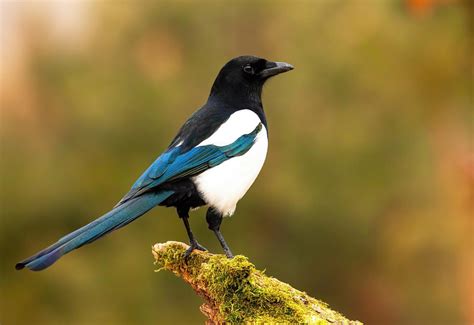 Birds (Year-round, Migratory)