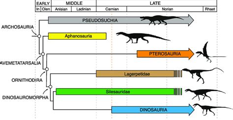 Dinosaur Classification: Archosaurs and Beyond