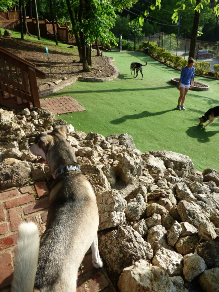 Dog Park Near Me Alabama