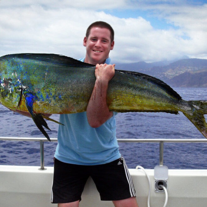 Mahi Mahi Coryphaena Hippurus