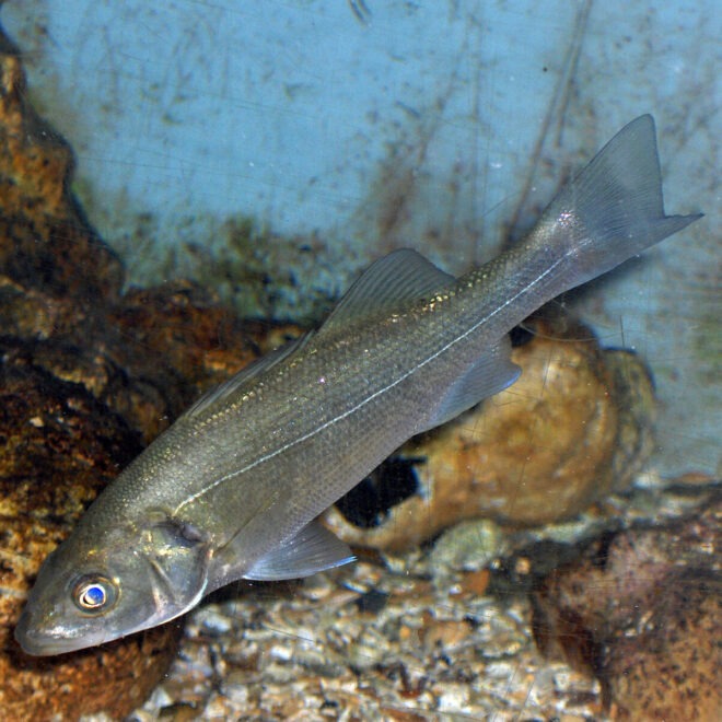 European Seabass Dicentrarchus labrax
