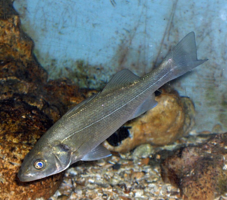 European Seabass Dicentrarchus labrax