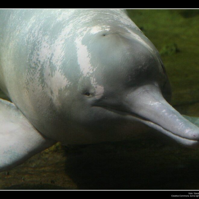 Amazon River Dolphin