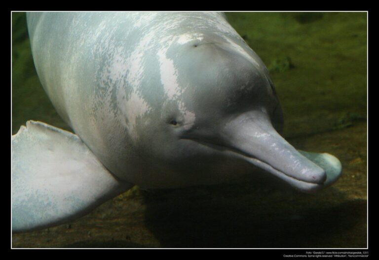 Amazon River Dolphin