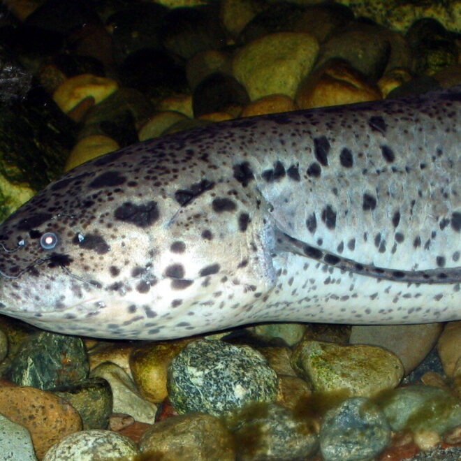 African Lungfish (Protopterus)