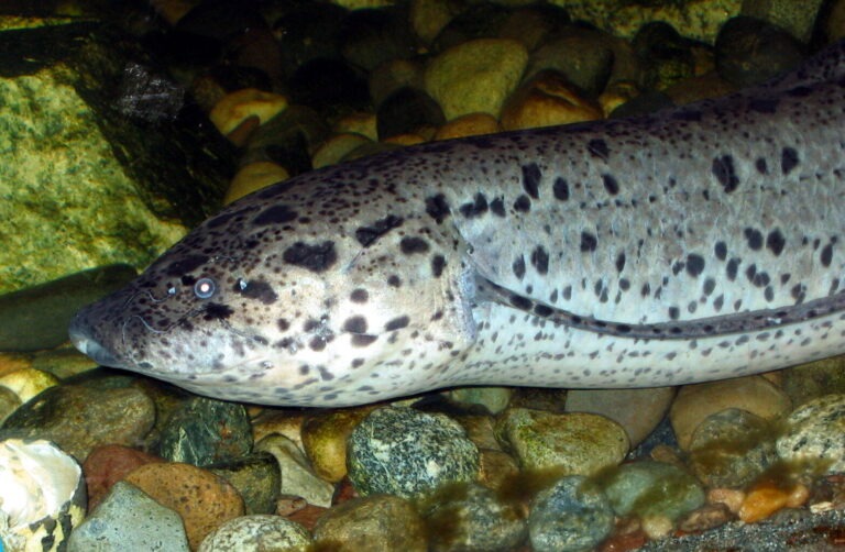 African Lungfish (Protopterus)