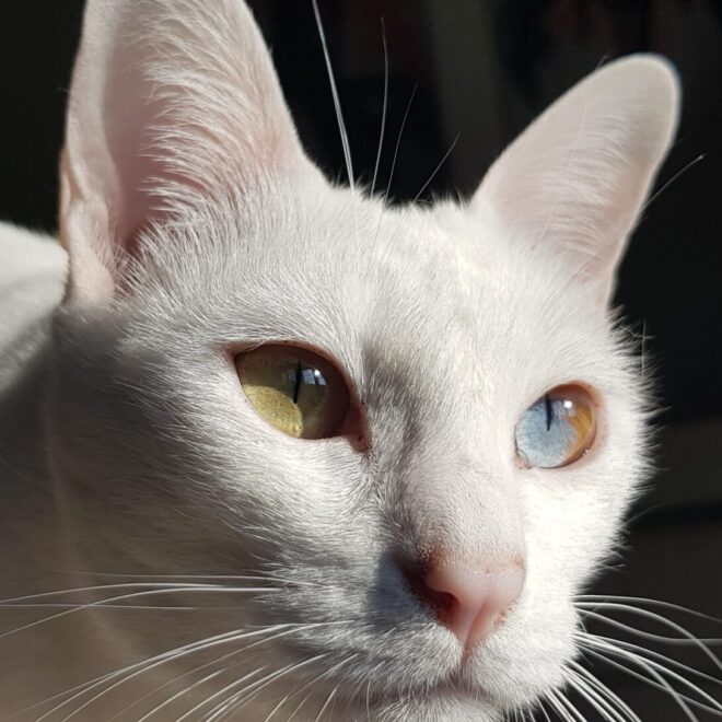 Khao Manee Cat Breed Encyclopedia