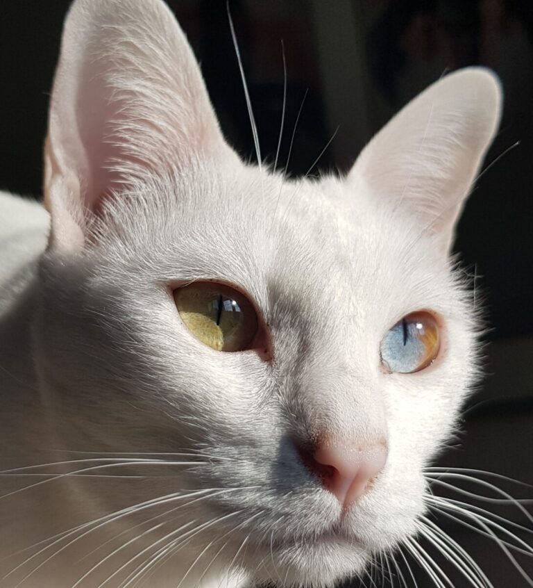 Khao Manee Cat Breed Encyclopedia