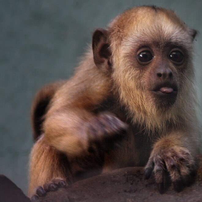 Howler Monkeys Amazon