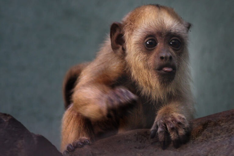 Howler Monkeys Amazon