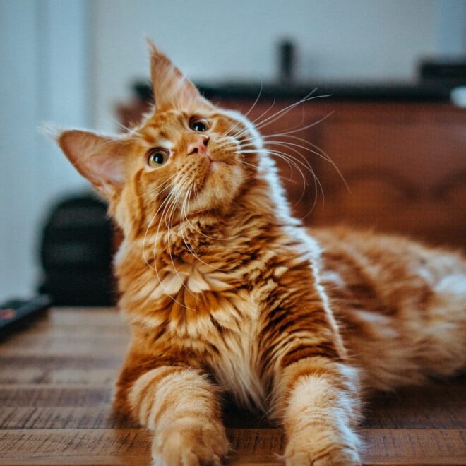 Cat Encyclopedia