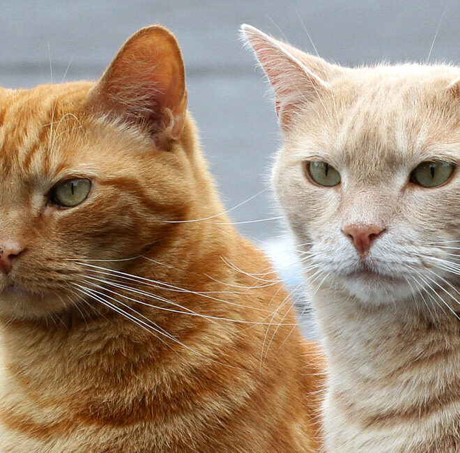 Feline Brain and Nervous System Encyclopedia