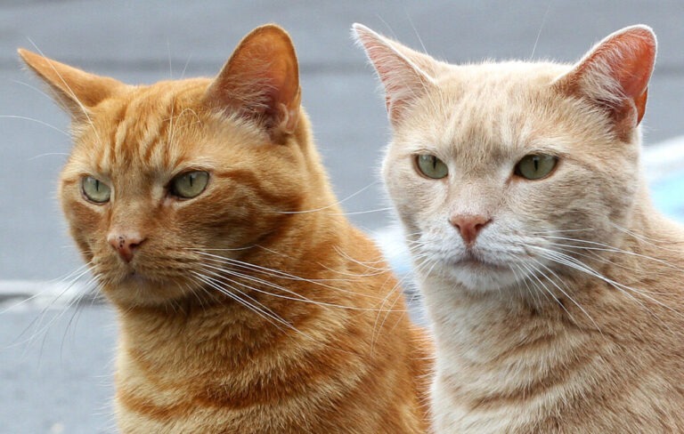 Feline Brain and Nervous System Encyclopedia