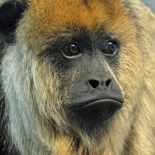 Howler Monkeys & The Amazon Rainforest