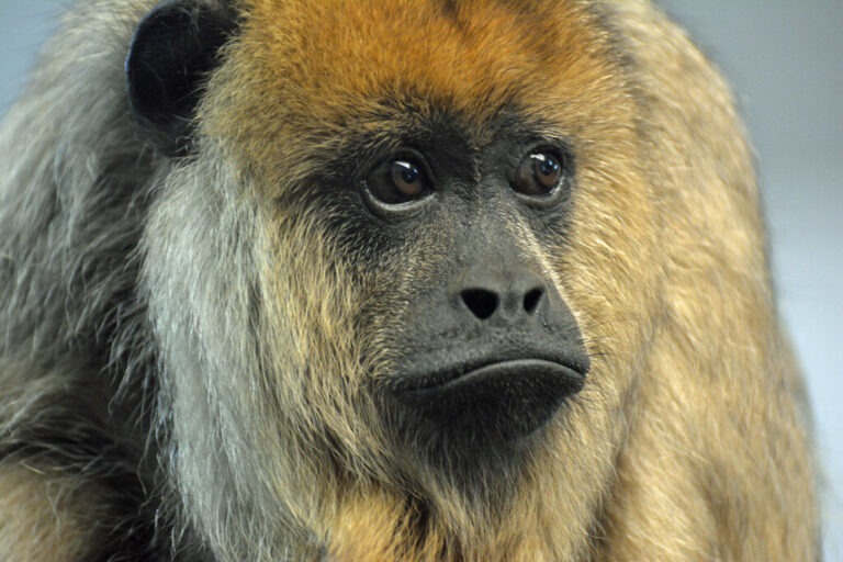 Howler Monkeys & The Amazon Rainforest