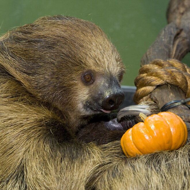 Sloths Amazon Rainforest