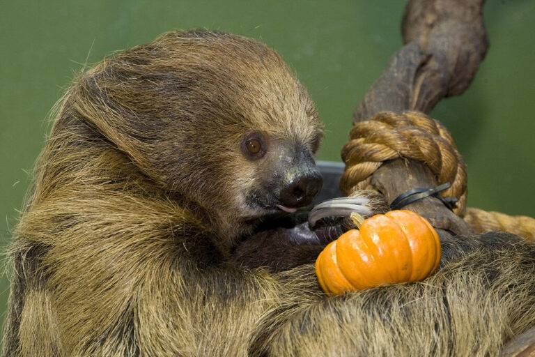 Sloths Amazon Rainforest