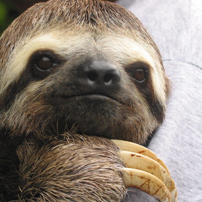 Sloths of the Amazon Rainforest