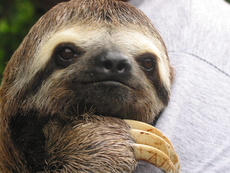 Sloths of the Amazon Rainforest