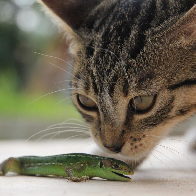 Cat Senses Encyclopedia