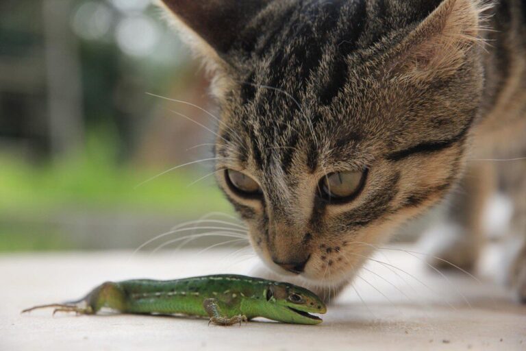 Cat Senses Encyclopedia