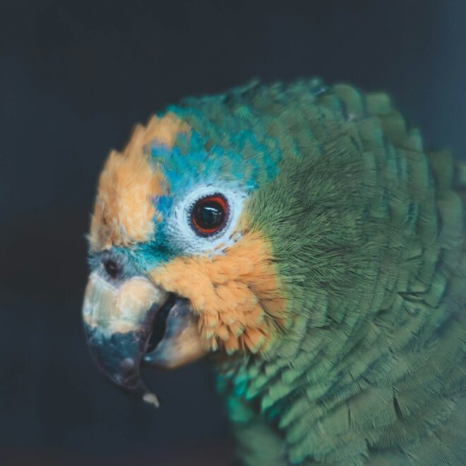 Turquoise-fronted Amazon (Amazona aestiva)