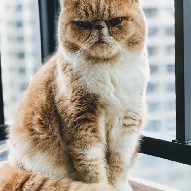 Exotic Shorthair Cat Encyclopedia