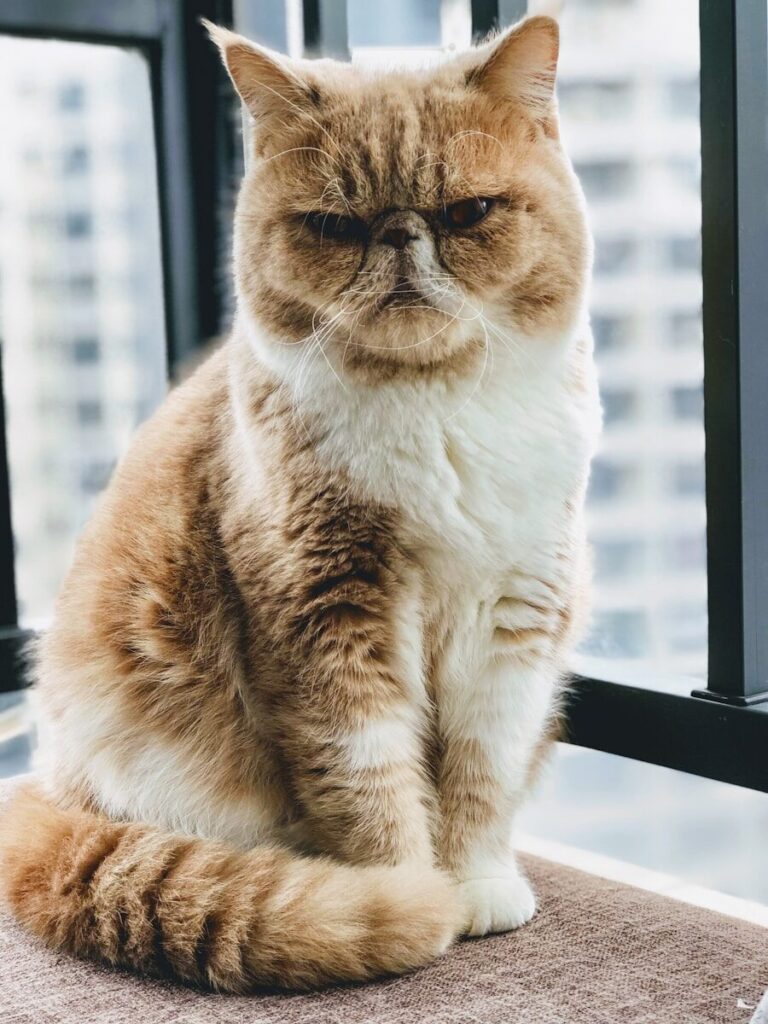 Exotic Shorthair Cat Encyclopedia