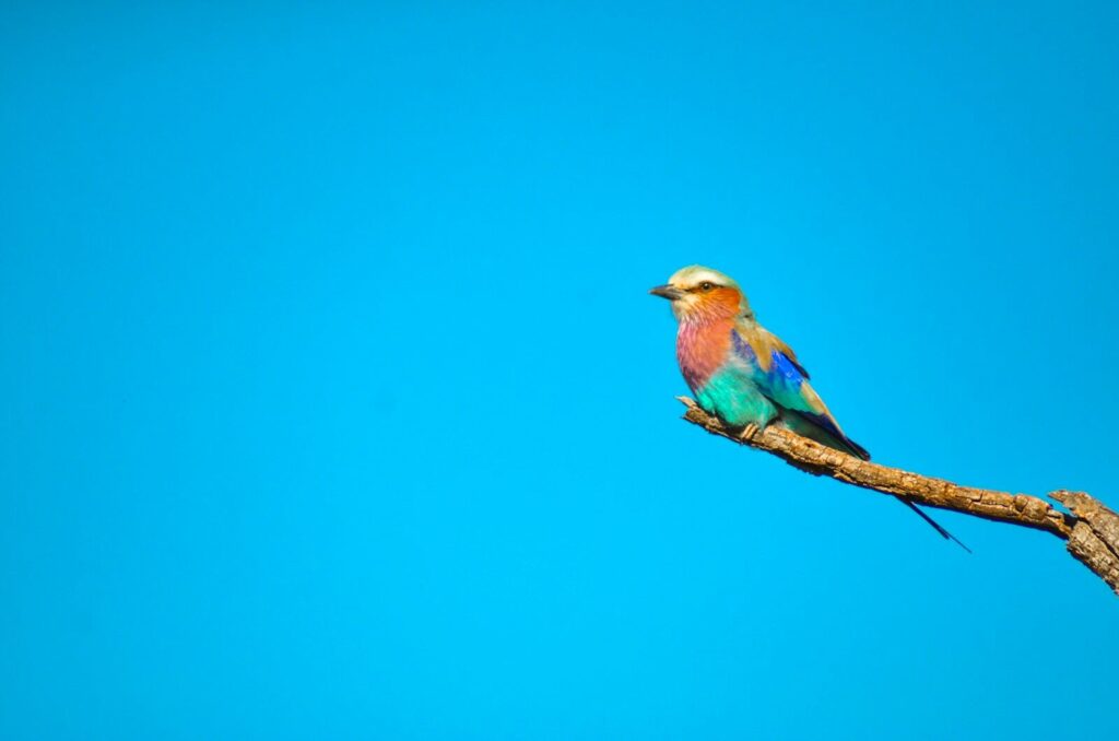 A colorful bird perched on a tree branch
