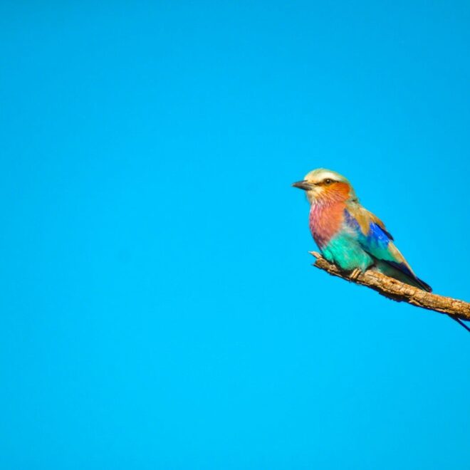 Green Kingfisher (Chloroceryle americana)