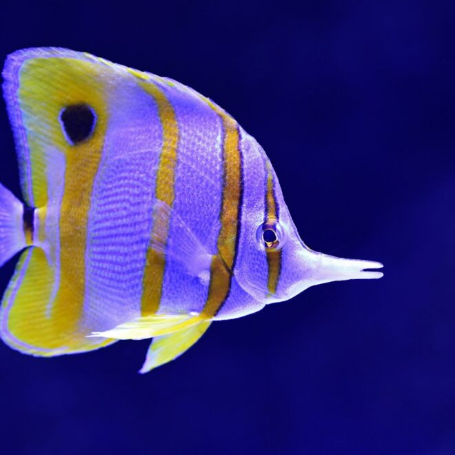 Butterflyfish Encyclopedia (Chaetodontidae)