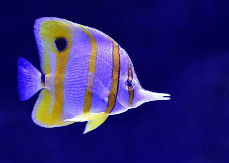 Butterflyfish Encyclopedia (Chaetodontidae)