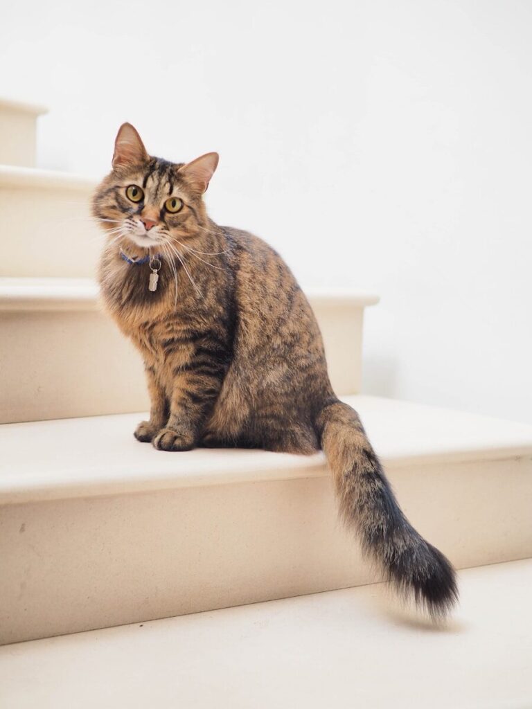 A Complete Guide to Cat Breeds: Personalities, Traits, and How to Choose the Perfect Feline