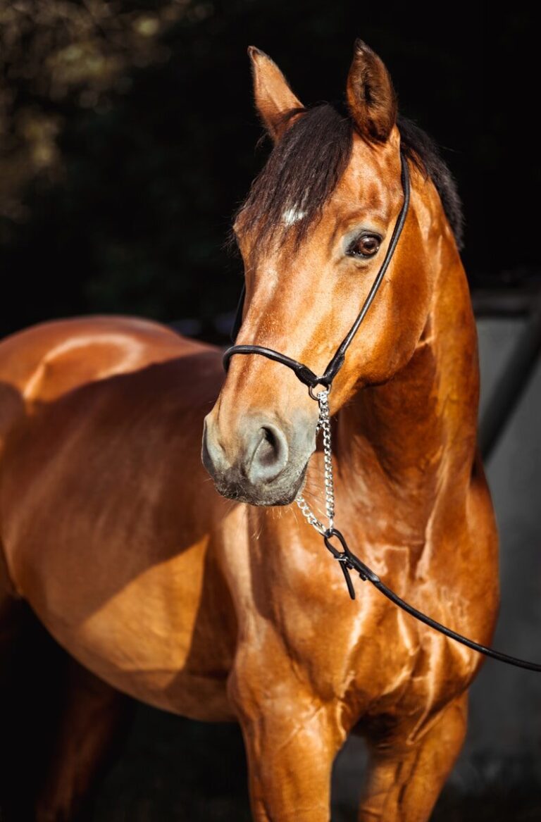 The Fascinating World of Horse Breeds: A Journey Through History and Diversity | encyclopedia.guru