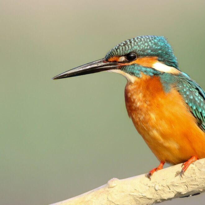 Kingfisher Birds of the Amazon Rainforest: Illustrating the Jewel of the Jungle