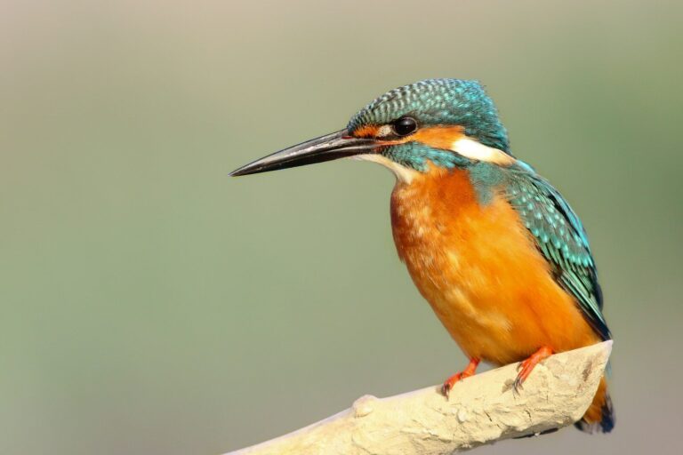 Kingfisher Birds of the Amazon Rainforest: Illustrating the Jewel of the Jungle