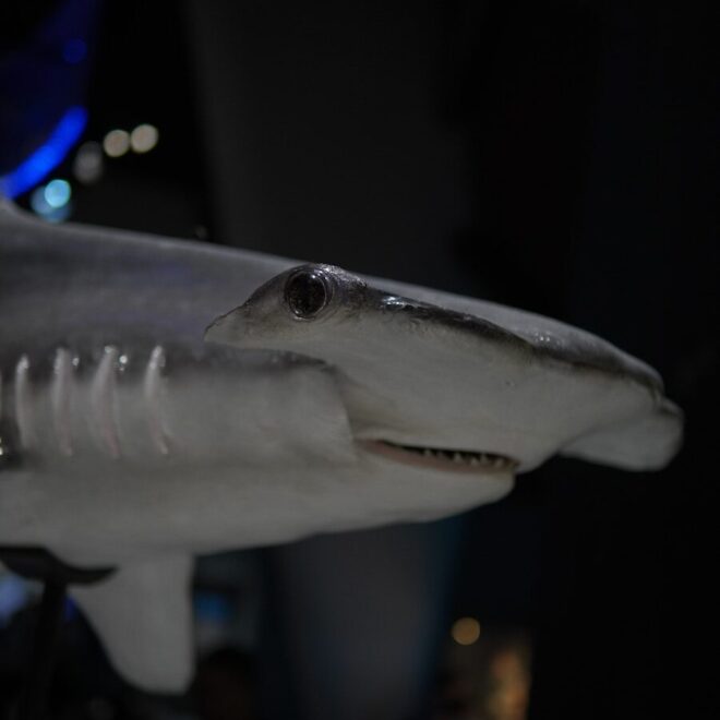 Great Hammerhead Shark (Sphyrna mokarran)