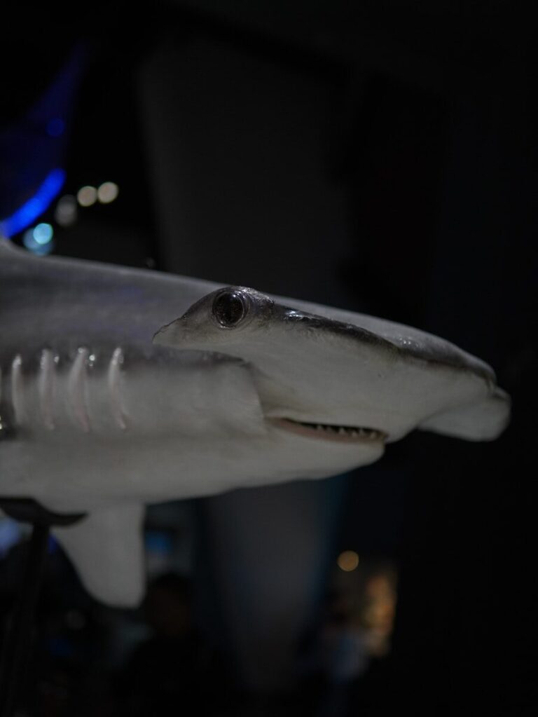 Great Hammerhead Shark (Sphyrna mokarran)