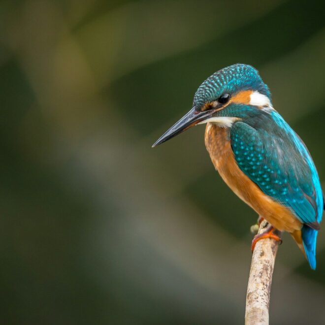 Amazon Kingfisher (Chloroceryle amazona)